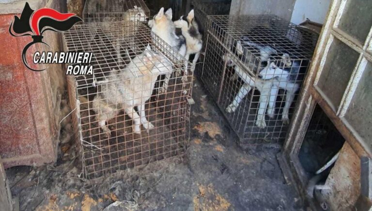 250 cani prigionieri