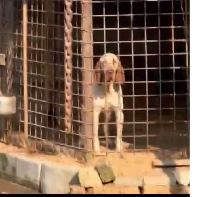 Liberiamo il cane di Stanghella!