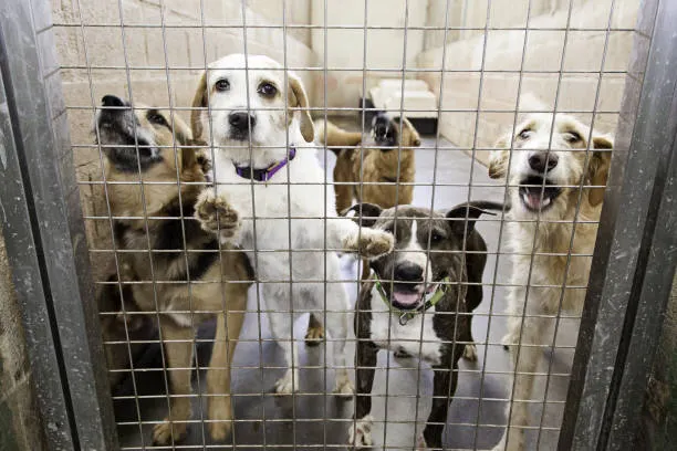 Cani in gabbia senza acqua né cibo