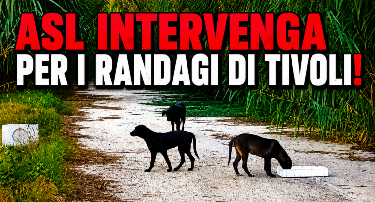 ASL intervenga per i randagi di Tivoli!