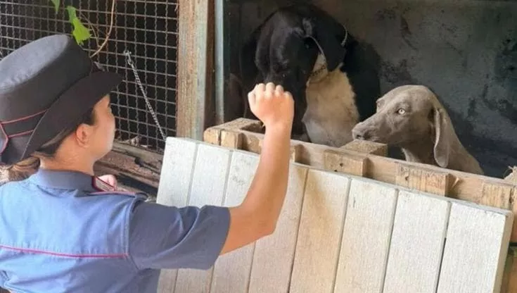 Abbandonati sotto al sole e senza cibo