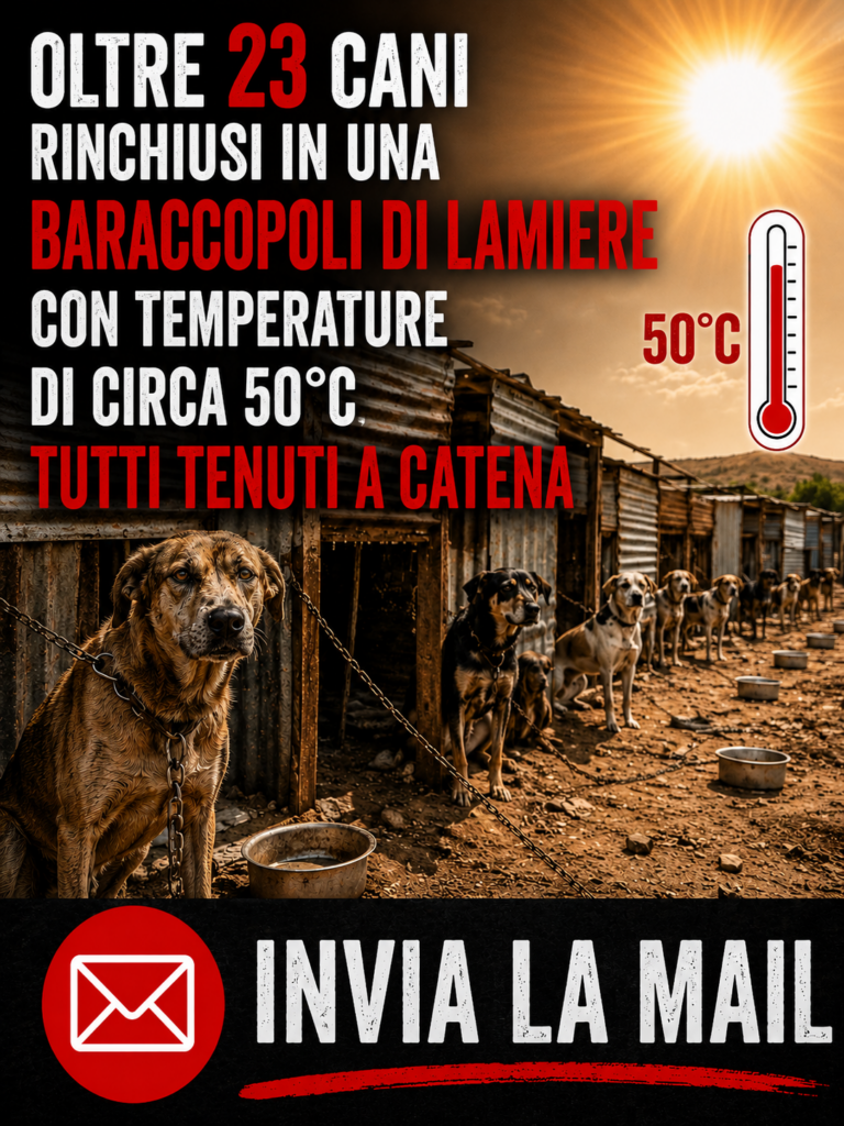 Cani tenuti a catena con temperature di circa 50°C