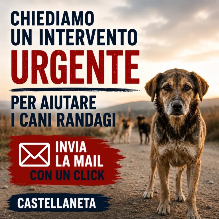 Chiediamo un intervento urgente per i cani randagi di Castellaneta