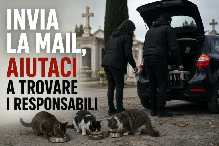 Tuteliamo le colonie feline di Pescara