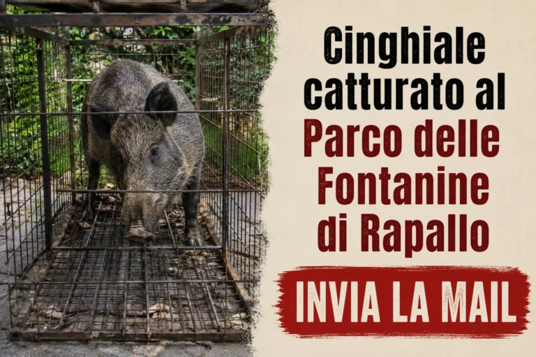 Cinghiale catturato al Parco delle Fontanine di Rapallo
