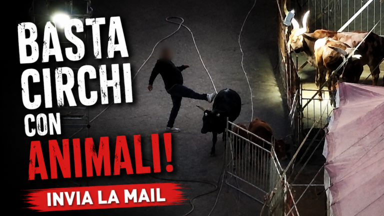 Basta violenza! Basta circhi con Animali!