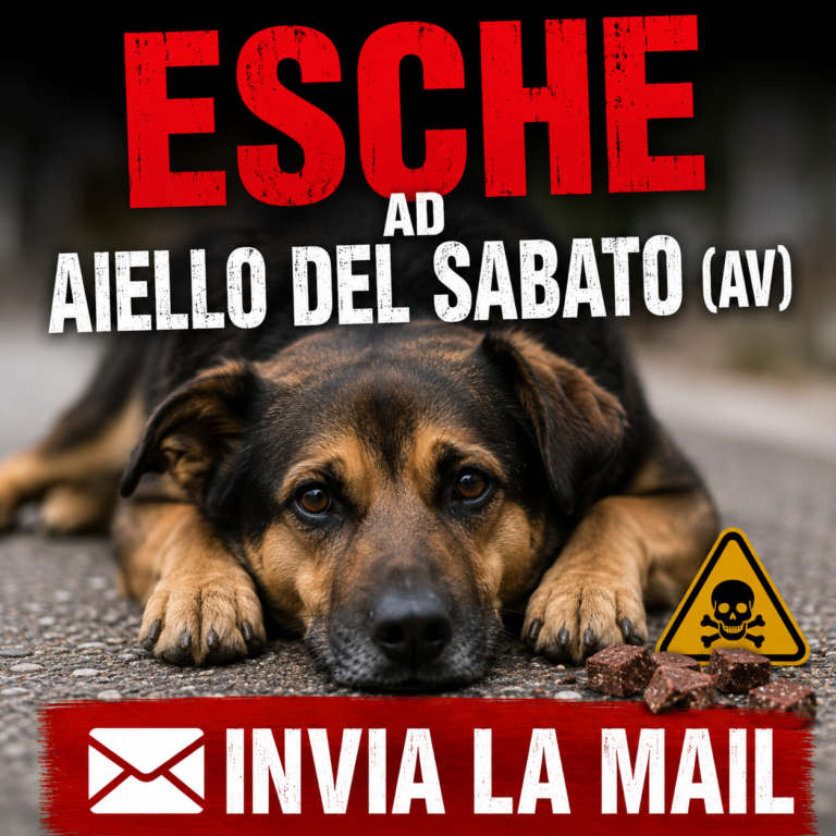 Esche ad Aiello del Sabato (AV)