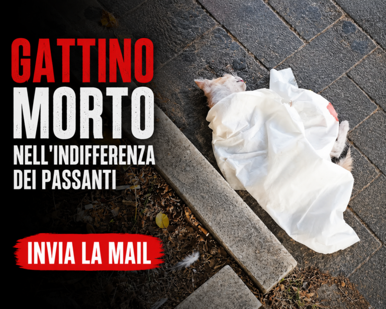 Gattino morto nell’indifferenza dei passanti