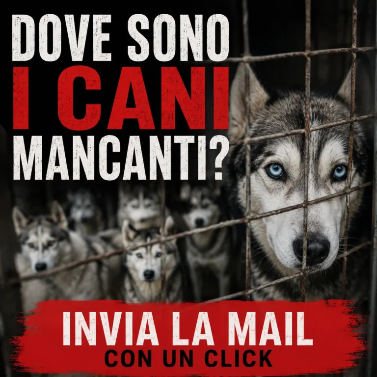 Dove sono finiti i cani mancanti?