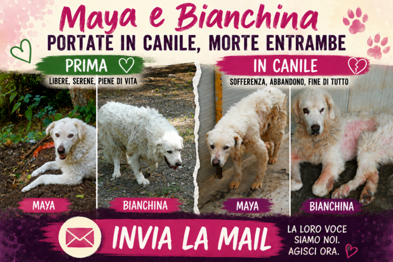 Maya e Bianchina morte entrambe in canile