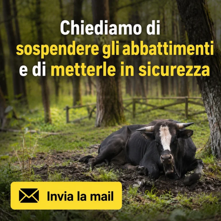 Chiediamo di sospendere gli abbattimenti