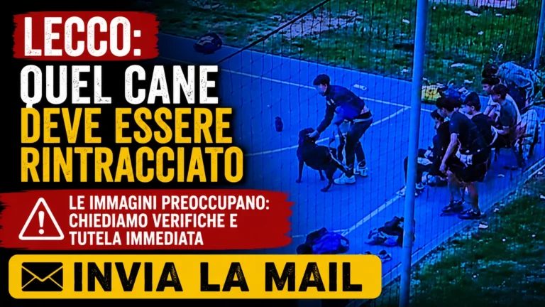 DOVE SI TROVA ORA IL CANE?