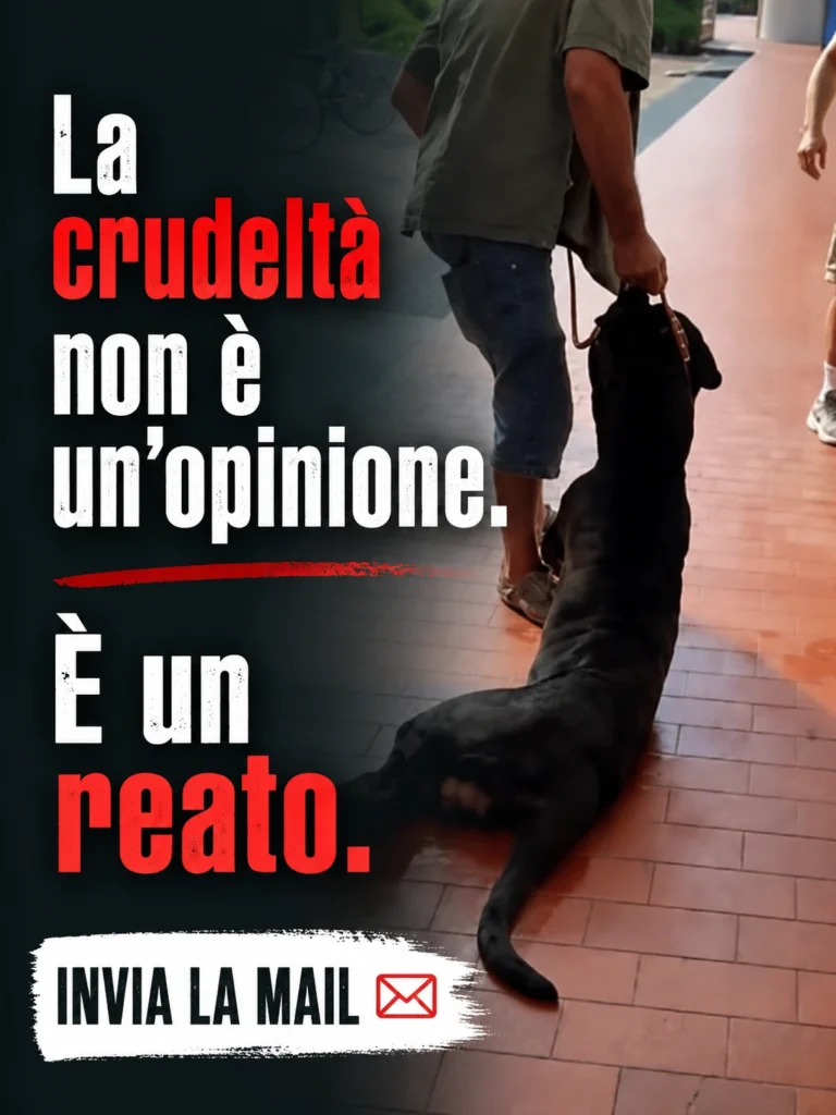 Gli animali meritano rispetto