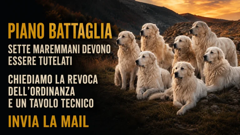 Richiesta di sospensione dell’ordinanza sui maremmani di Piano Battaglia