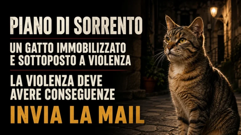 Violenza su un gatto a Piano di Sorrento