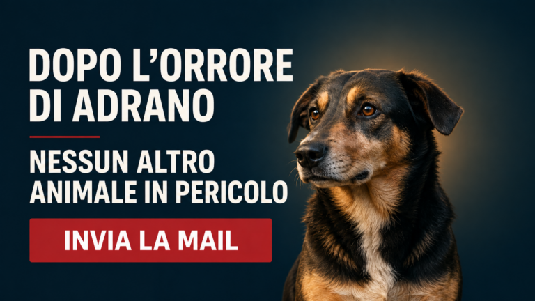 Adrano tutela del cane superstite e divieto di futura detenzione di animali