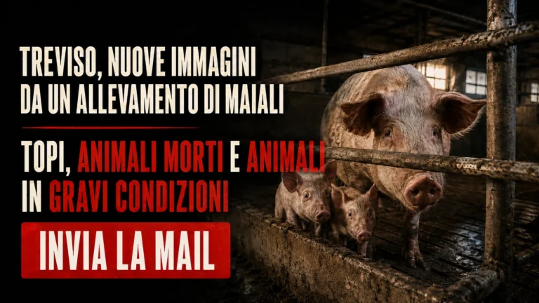 Richiesta urgente di accertamenti sull’allevamento suinicolo segnalato in provincia di Treviso