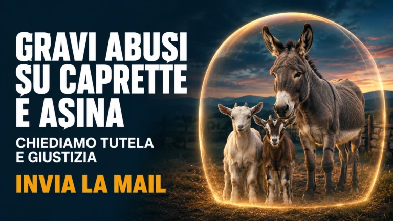 Gravi presunti abusi su due caprette e un’asina nel territorio di Palestrina