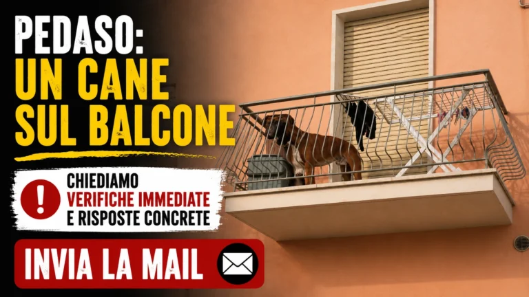 CANE LASCIATO SUL BALCONE