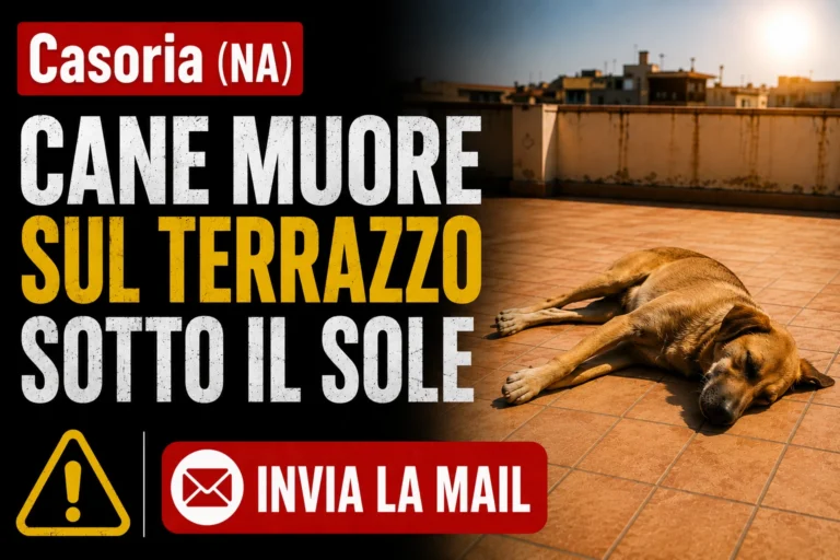Cane muore sul terrazzo sotto il sole