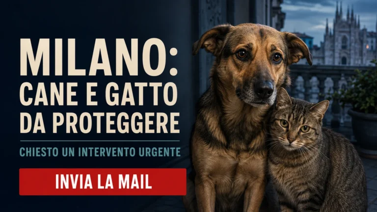 Urgente tutela di un cane e un gatto oggetto di presunti maltrattamenti a Milano