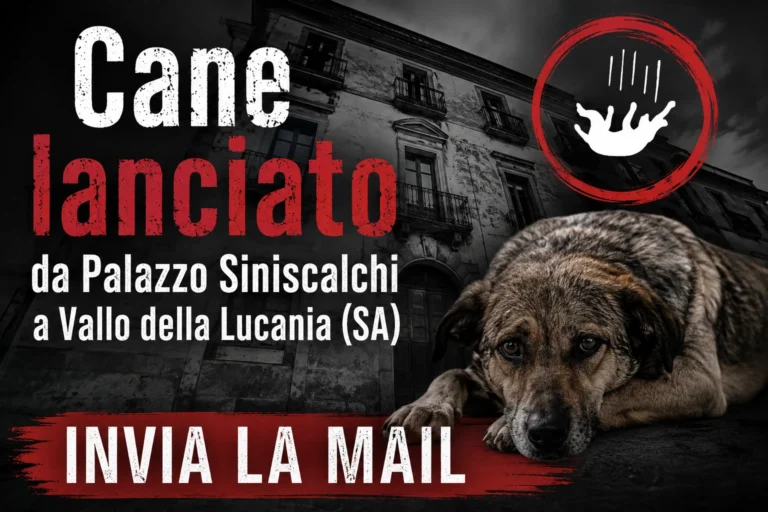 Cane lanciato da Palazzo Siniscalchi