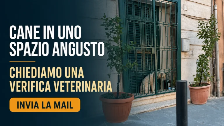 Richiesta di approfondimento sulle condizioni del cane segnalato a Mentana