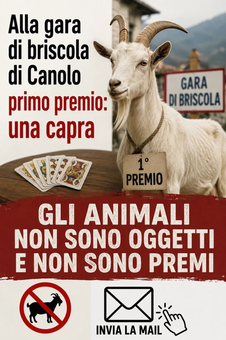 Primo premio una CAPRA