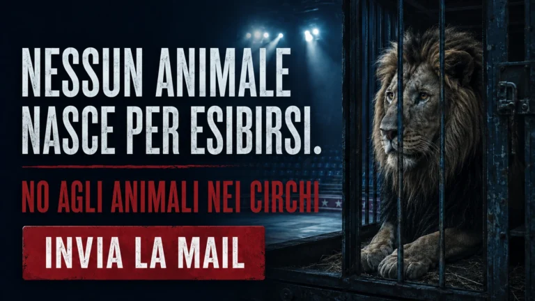 Circo con animali ad Azzano San Paolo