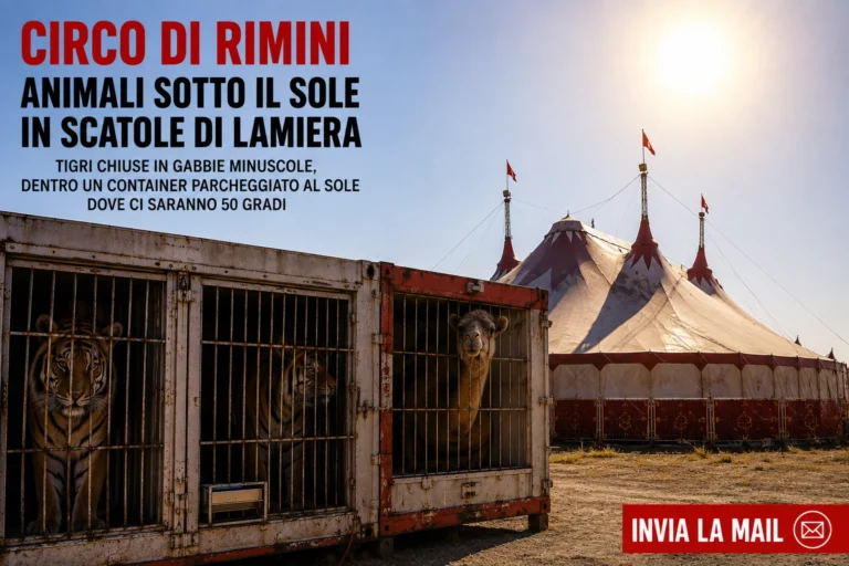 Animali sotto il sole in scatole di lamiera