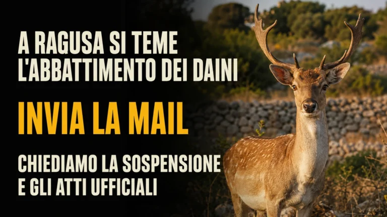 Richiesta di sospensione degli abbattimenti dei daini a Ragusa