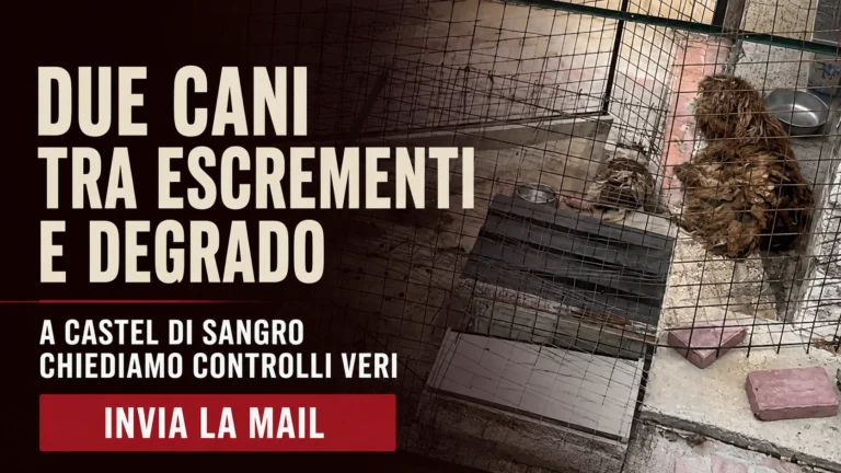 Richiesta urgente di verifica sulle condizioni di due cani detenuti a Castel di Sangro