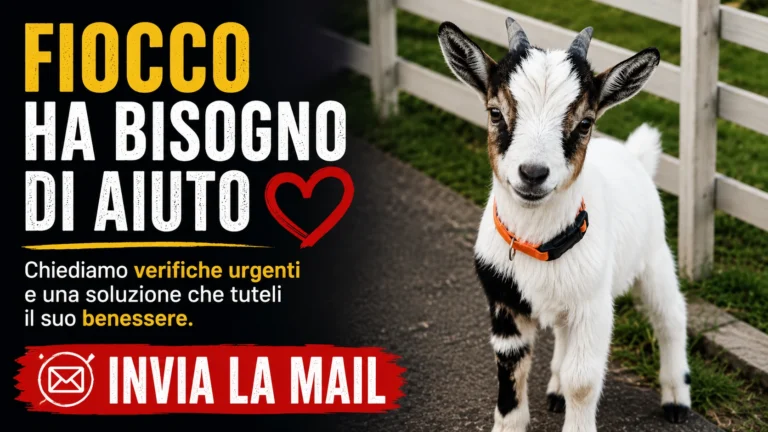 FIOCCO HA BISOGNO DI AIUTO