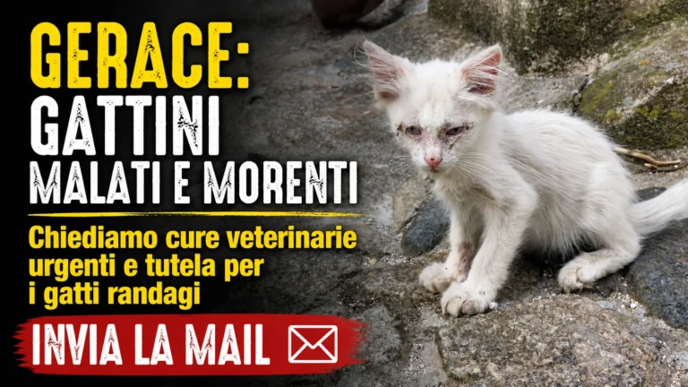 GATTINI MALATI E MORENTI
