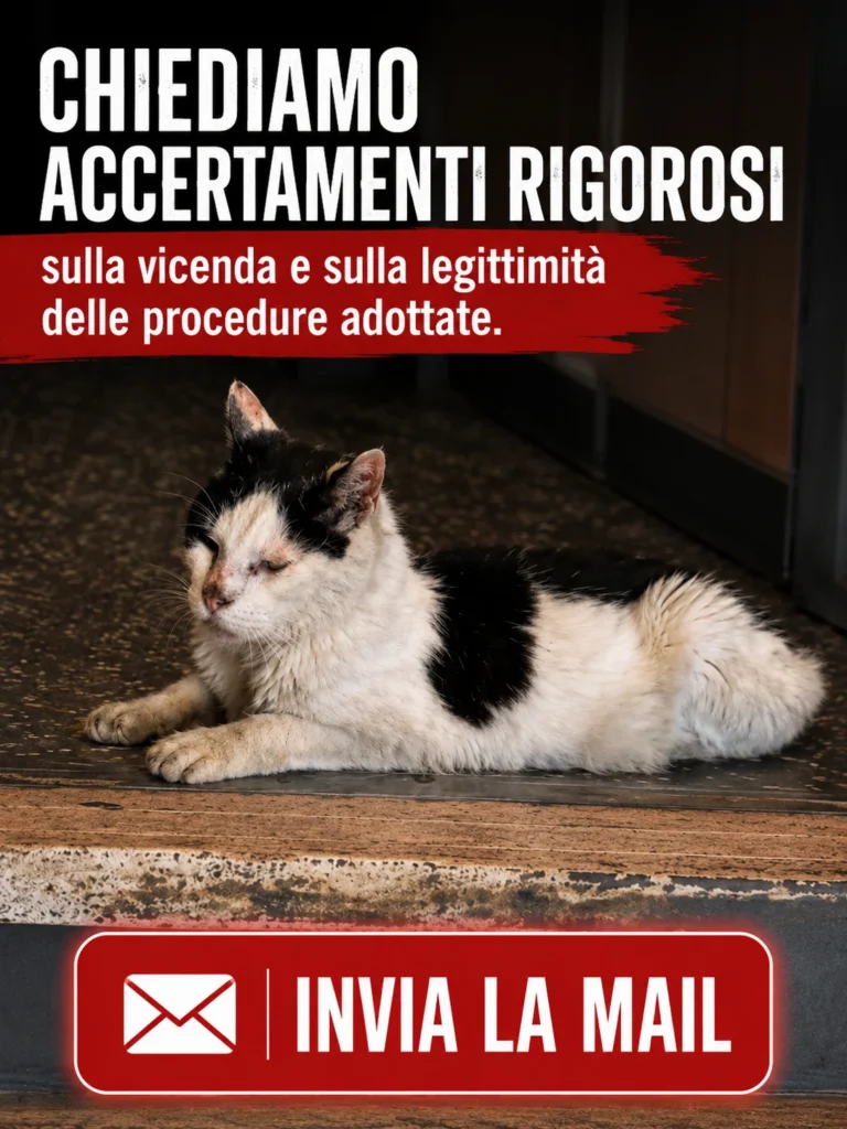 GATTO RUBATO E UCCISO