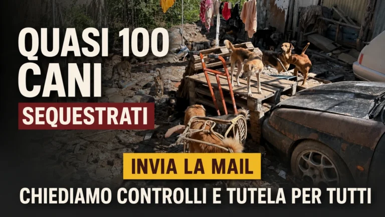 Richiesta urgente di verifica e tutela dei cani sequestrati a San Giuseppe Jato