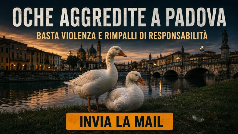 Ferimento dell’oca di Riviera Paleocapa