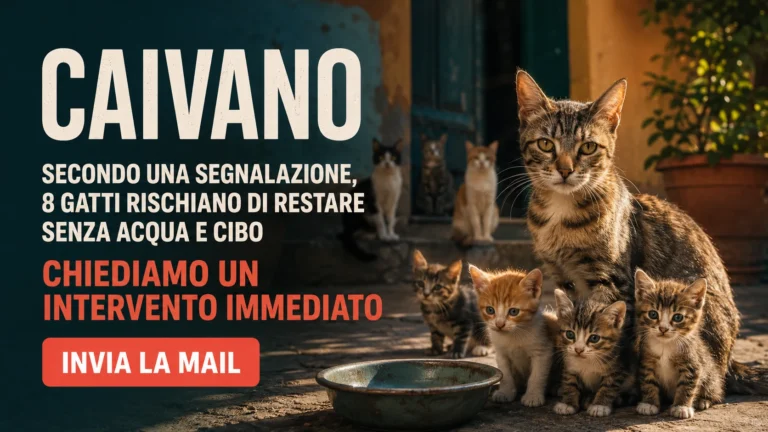 Urgente tutela degli otto gatti presenti in un cortile a Caivano
