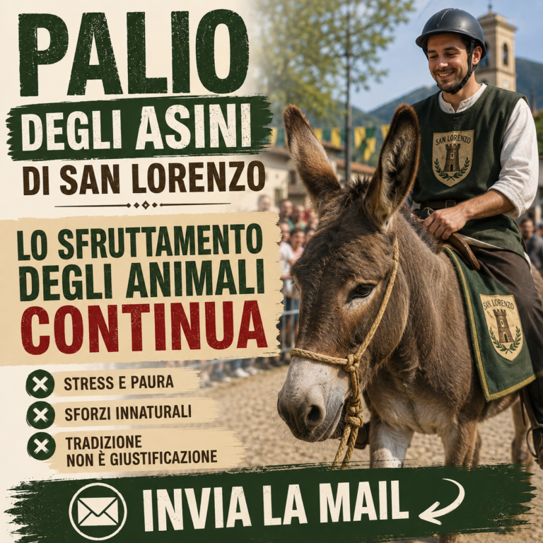 Palio degli Asini di San Lorenzo