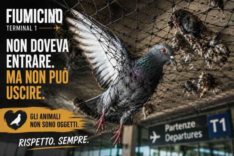 Richiesta urgente di verifica delle reti antipiccione presso il Terminal 1 dell’Aeroporto di Fiumicino