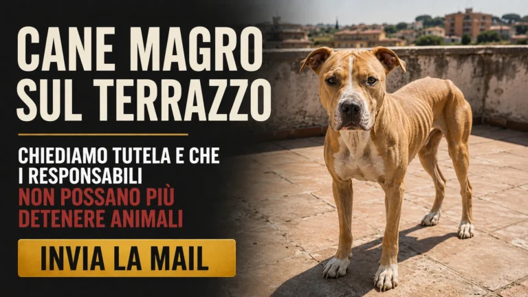 Richiesta accertamenti sul cane trovato in gravi condizioni a Fontana Candida