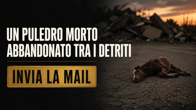 Chiediamo accertamenti sulla morte e sull’abbandono del puledro a Pellaro Bocale