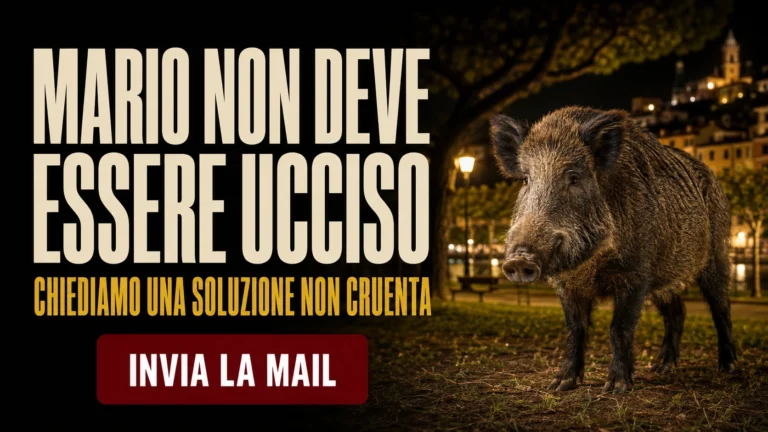 Richiesta urgente di sospensione dell’abbattimento del cinghiale Mario a Levanto
