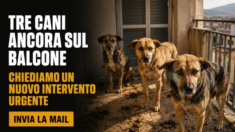 Richiesta urgente di nuovo sopralluogo e tutela dei tre cani in via Ticino a Lamezia Terme