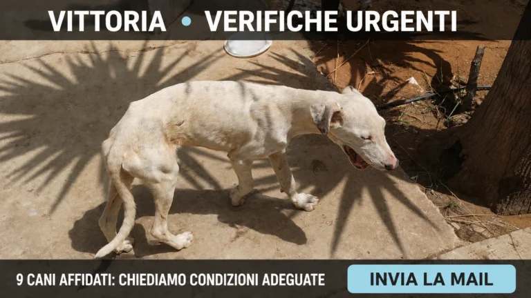 Verifica urgente sulle condizioni di nove cani affidati