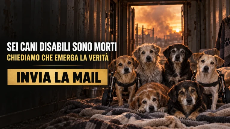 Richiesta di massima chiarezza sull’incendio al rifugio Oasi Argo di Cirò Marina