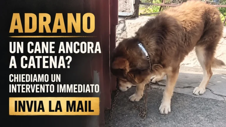 Richiesta di intervento per il cane segnalato a catena ad Adrano