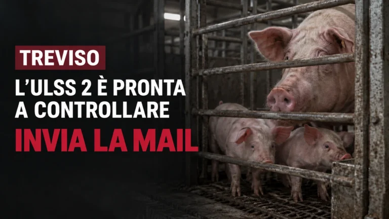 Urgente: dobbiamo rispondere all’ULSS 2 comunicando l’indirizzo dell’allevamento suinicolo