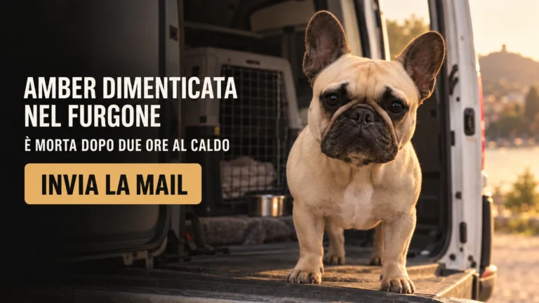 Tragedia di Amber, bulldog francese deceduta per omessa custodia e maltrattamento a Como