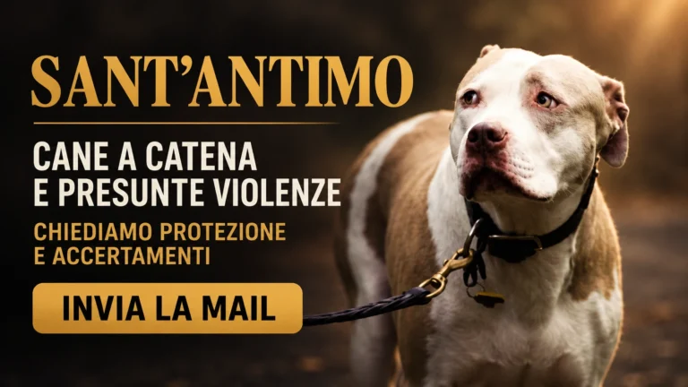 Richiesta urgente di informazioni sulla collocazione e sulle condizioni del cane di Sant’Antimo